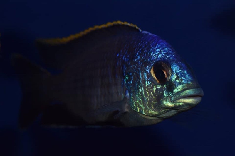 Placidochromis sp. 'blue otter' Tsano Rock
